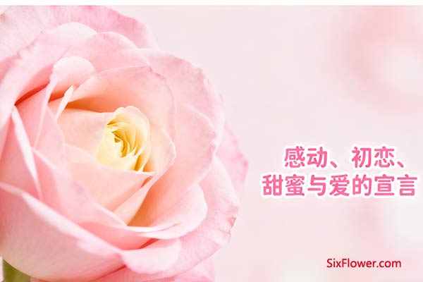 粉玫瑰的花语