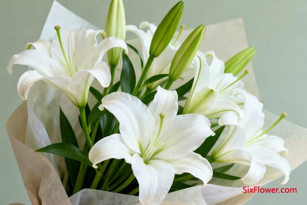 百合花 —— 安宁之境,愉悦之香
