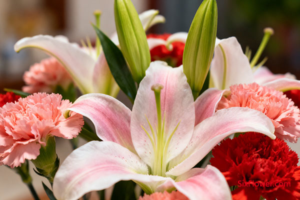 搭配百合,寓意家庭美满