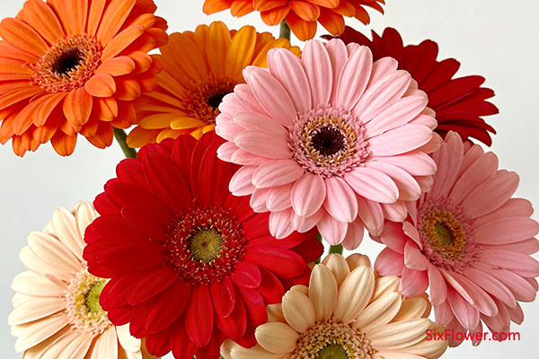 赞美长辈不屈的品格送什么花好?