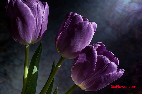 红色郁金香:赴汤蹈火的人间理想