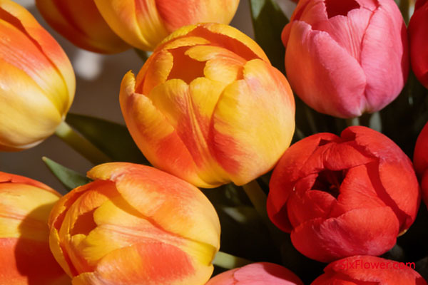 �ճ�������ɫ��ƴ������ʫ��