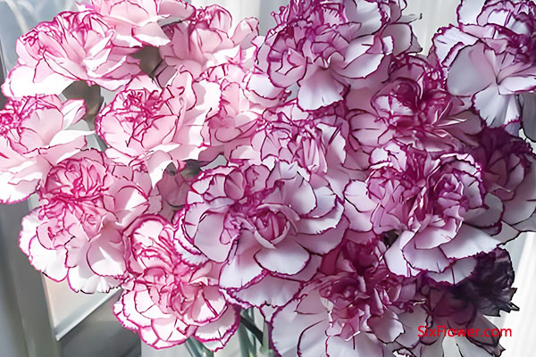 �Ͼ��鿵��ܰ�����ִ���������