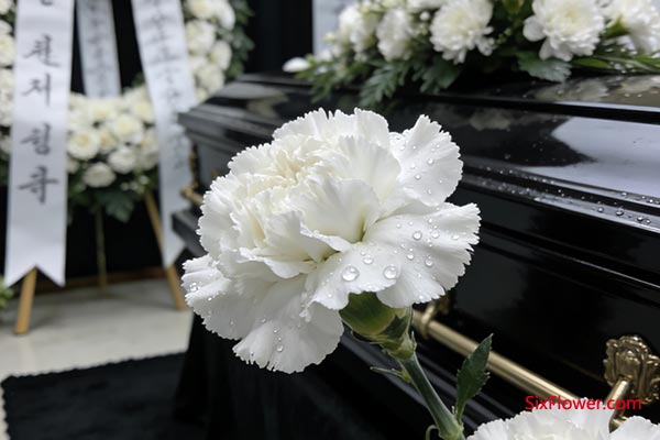 ��ɫ����ܰ�Ľ���