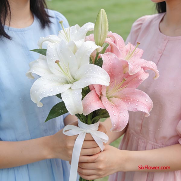 百合花——纯洁友谊的象征