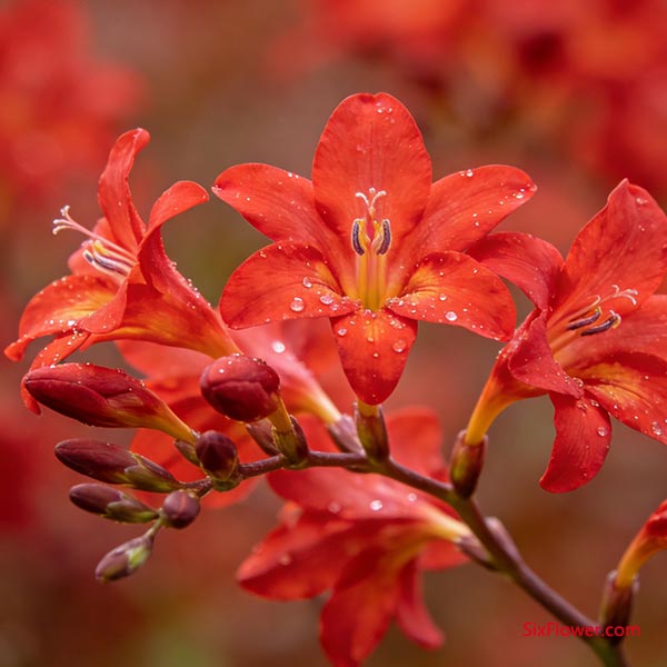 �����鶯��Ϣ�����˷ҷ�����ɫС����