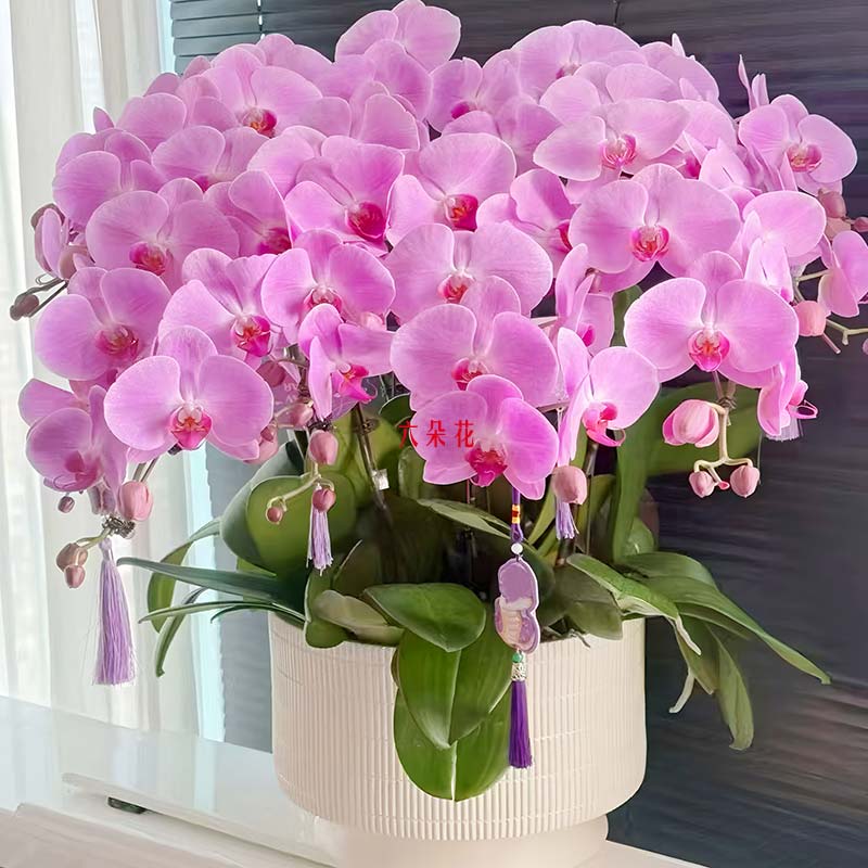 9֧��ɫ��������ף���������