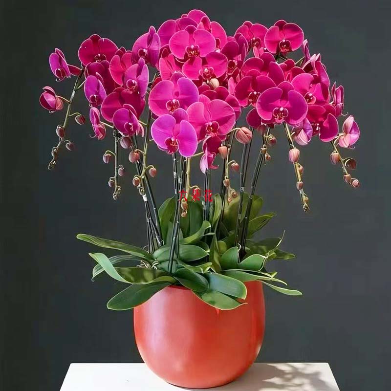 9���ɫ�����������黶������