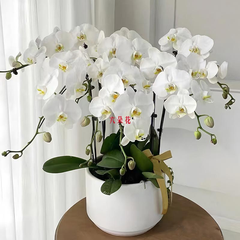 6���ɫ��������ÿ���ӯ����