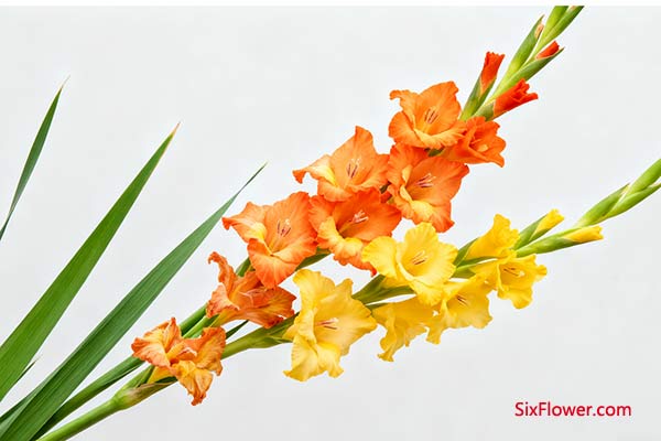 剑兰:节节高升的福禄之花