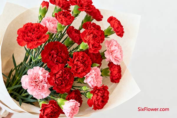 康乃馨 —— 健康之愿,温馨之爱