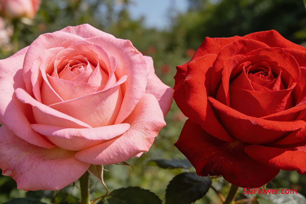 对比之选:为何戴安娜玫瑰更适合老婆?