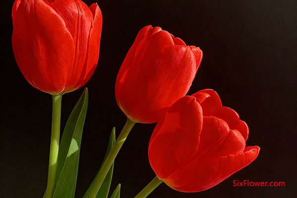 红色郁金香:赴汤蹈火的人间理想