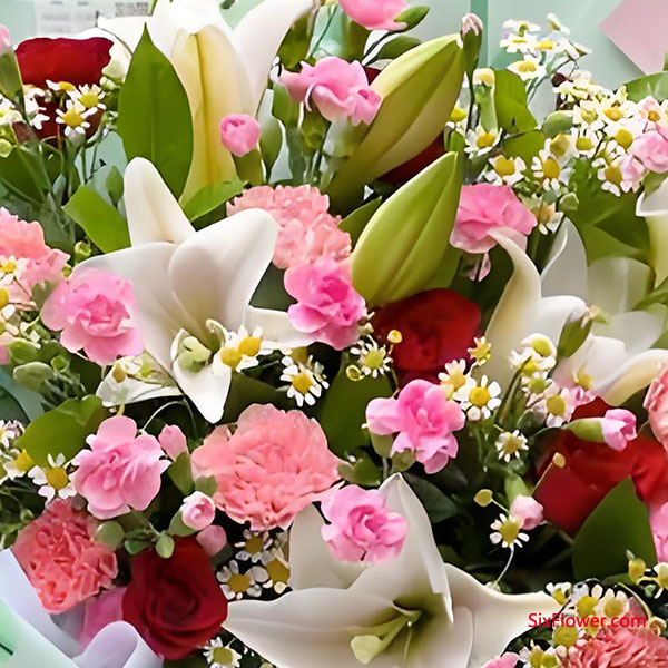 ��װ��ɫ��ϲ�쵫������