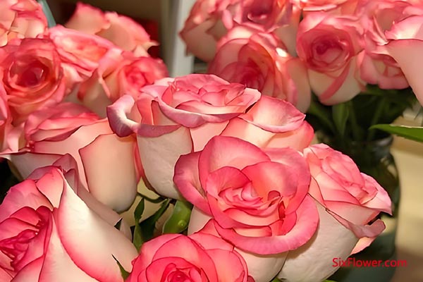 ��Ů������