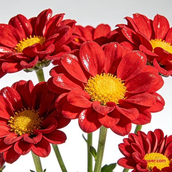 ׷�����Լ۱��볬�����ڣ���ɫ��ͷС��