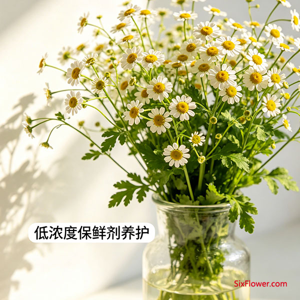 洋甘菊 —— 小清新代表,但极易“烂脖子”