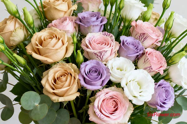 混合色玫瑰 + 绿色桔梗