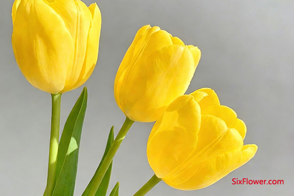 黄色郁金香:琐碎日子里的‘小太阳’