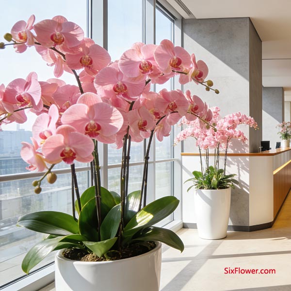 ��Ʒ����Ʒ��