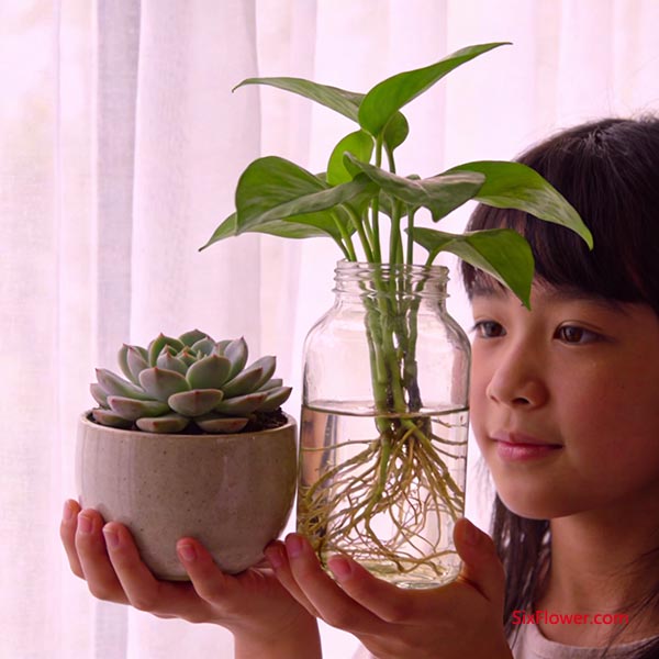 ����ֲ��