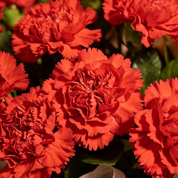 �ḻ����뾭����䣺��ɫ��ͷ����ܰ