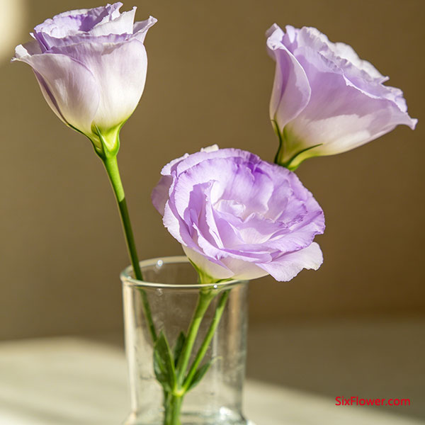 洋桔梗 —— 花瓣薄如蝉翼,易折损