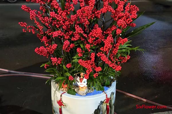 北美冬青(鸿运果)