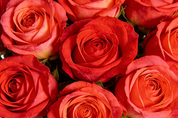 33��õ��&mdash;&mdash;��ʥף����������