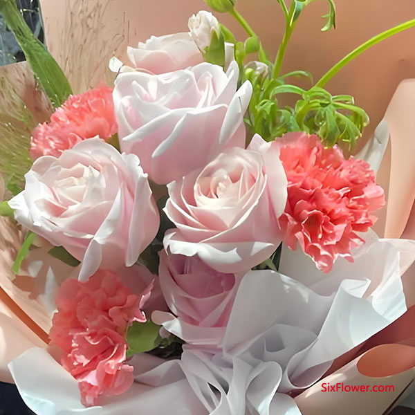 玫瑰花——传递温暖和祝福