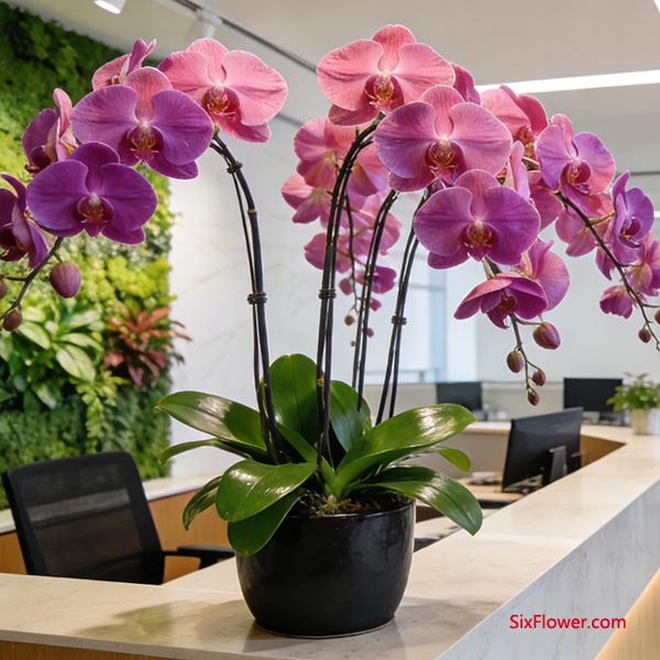 �ɴ��䣬����ֵ