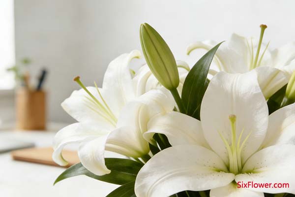 �ٺϣ���ɫ���ɫ��