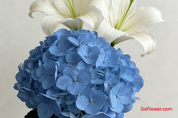 ���ƴ��ͻ�������