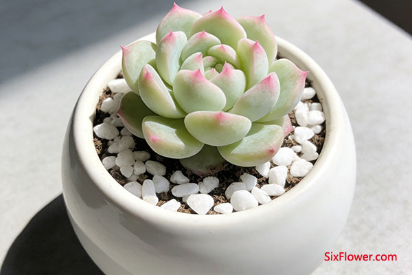 小型精品盆栽——精致贴心之选