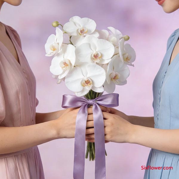 蝴蝶兰——高贵情谊的赞美