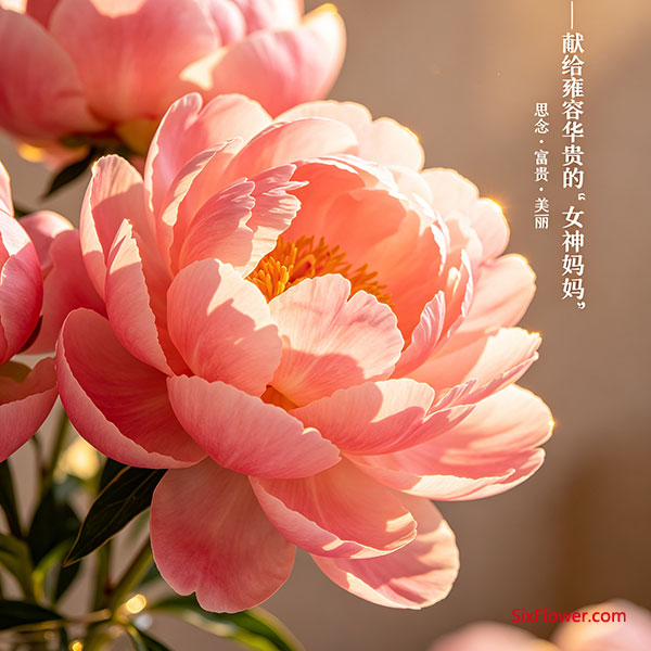 芍药——献给雍容华贵的“女神妈妈”