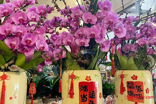 蝴蝶兰(幸福兰)