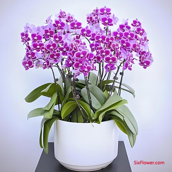 ���Ķ����������� (Լ800Ԫ)��