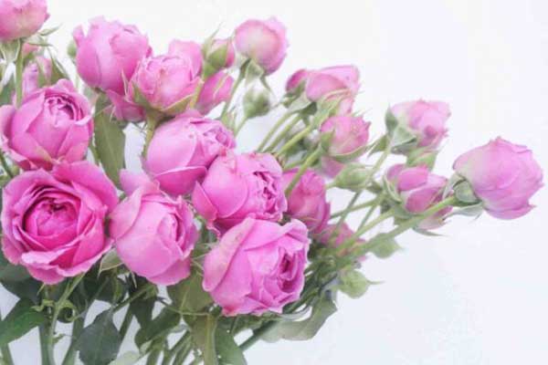 情人节送21枝玫瑰花代表什么意思?