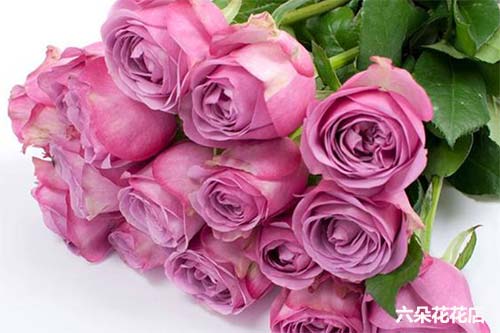 紫玫瑰多少钱一束 紫玫瑰的花语是什么 六朵花